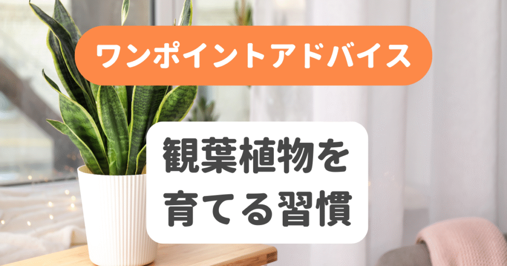観葉植物を育てる習慣